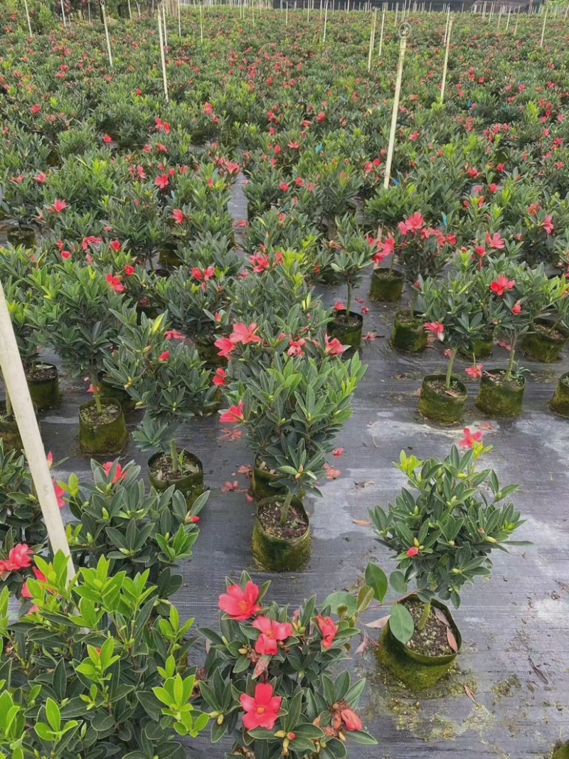 精品四季茶花又名四季杜鹃茶花诚信经营一件起批