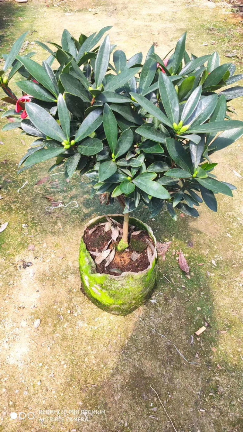 精品四季茶花又名四季杜鹃茶花诚信经营一件起批