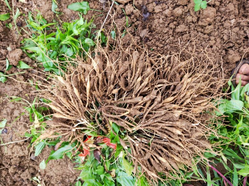 高产露天云南对叶百部苗基地直供带技术指导易管理
