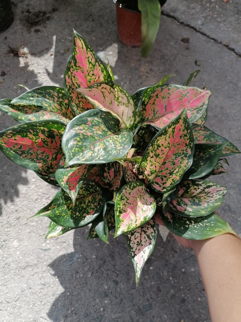 如意，盆栽，支持视频现场看货，福建龙岩永福基地直销