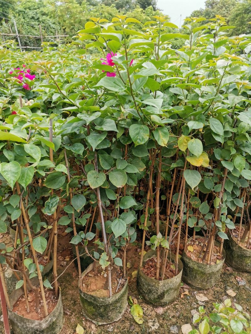 供应：大量各种规格的三角梅