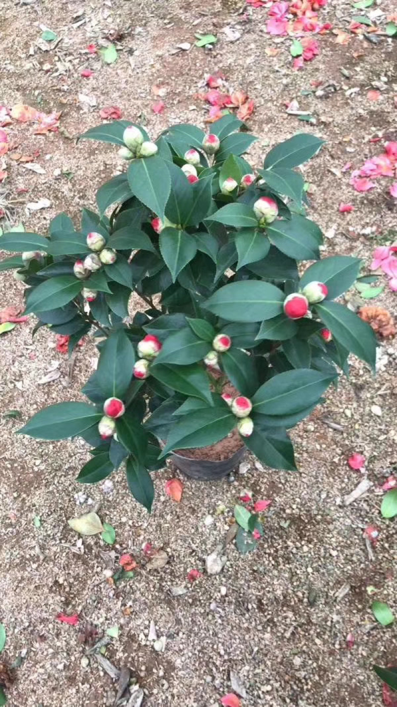 五色茶花香妃赤丹等一手货源品质保证一件起批