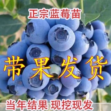 蓝莓树苗盆栽地栽特大蓝莓果树苗南方北方当年结果阳台庭院抗