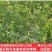 蓝莓树苗盆栽地栽特大蓝莓果树苗南方北方当年结果阳台庭院抗