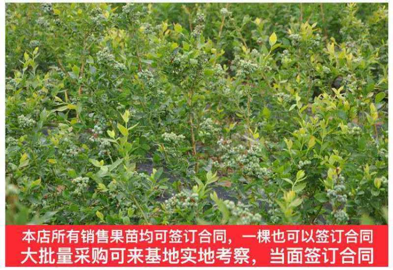 蓝莓树苗盆栽地栽特大蓝莓果树苗南方北方当年结果阳台庭院抗