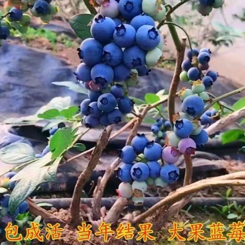 蓝莓树苗盆栽地栽特大蓝莓果树苗南方北方当年结果阳台庭院抗