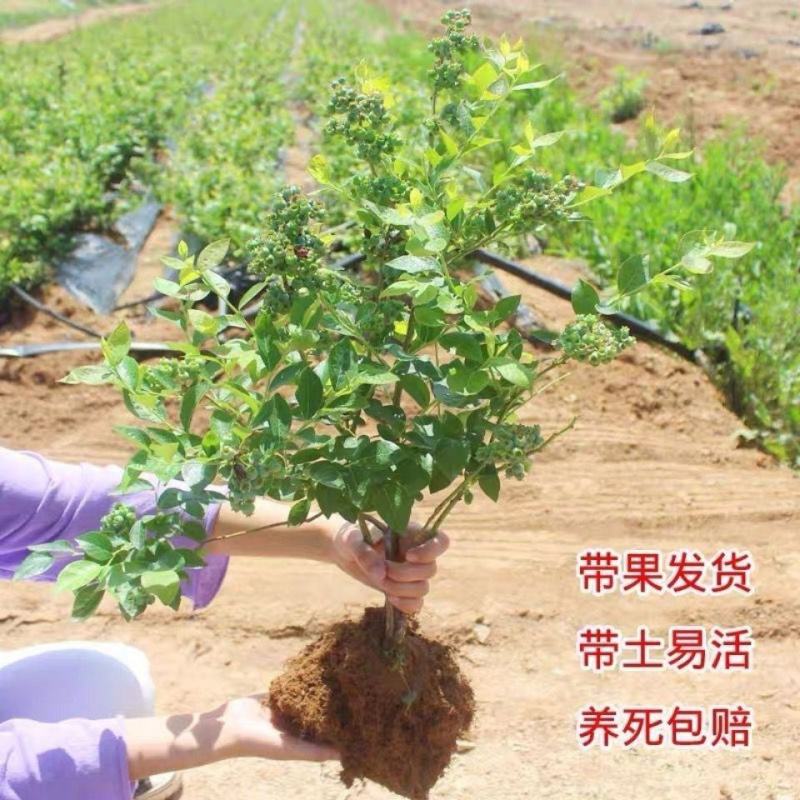 蓝莓树苗盆栽地栽特大蓝莓果树苗南方北方当年结果阳台庭院抗