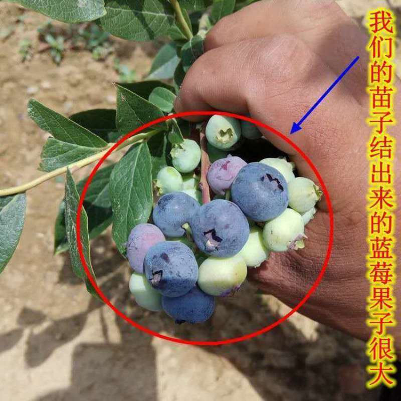 蓝莓树苗盆栽地栽特大蓝莓果树苗南方北方当年结果阳台庭院抗