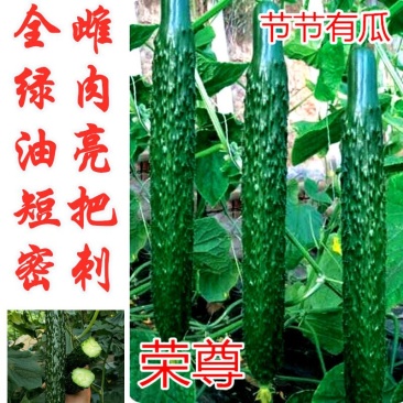 荣尊全雌黄瓜品种种子节节有瓜油亮黄瓜种子青瓜