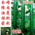 荣尊全雌黄瓜品种种子节节有瓜油亮黄瓜种子青瓜