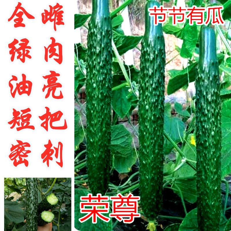 荣尊全雌黄瓜品种种子节节有瓜油亮黄瓜种子青瓜
