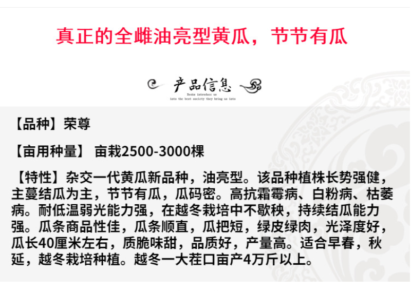 荣尊全雌黄瓜品种种子节节有瓜油亮黄瓜种子青瓜