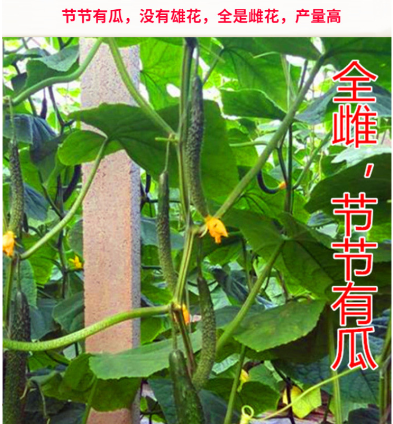 荣尊全雌黄瓜品种种子节节有瓜油亮黄瓜种子青瓜