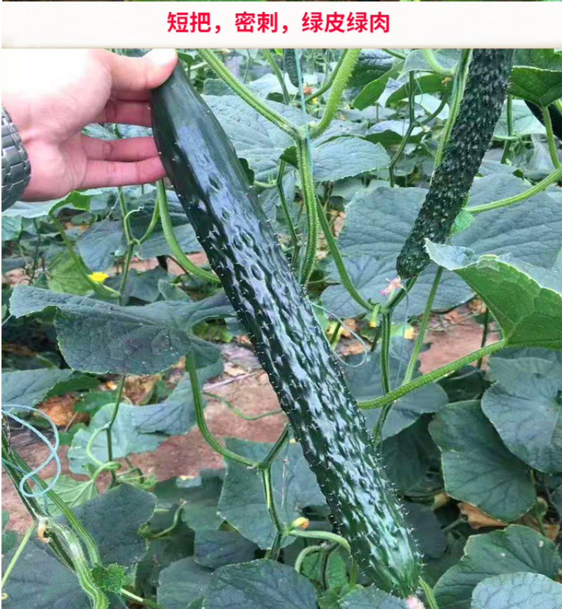 荣尊全雌黄瓜品种种子节节有瓜油亮黄瓜种子青瓜