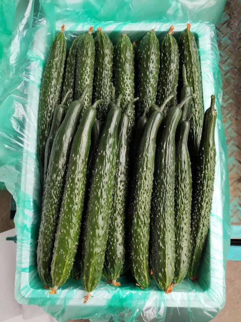 荣尊全雌黄瓜品种种子节节有瓜油亮黄瓜种子青瓜