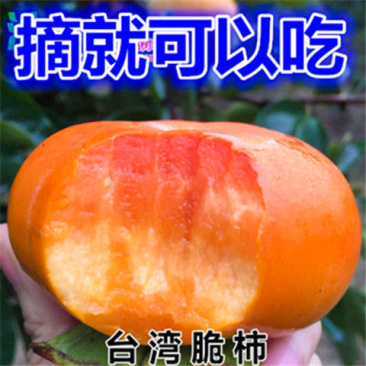 柿子苗柿子树嫁接无核甜脆柿果树苗庭院盆栽地栽当年结果基地