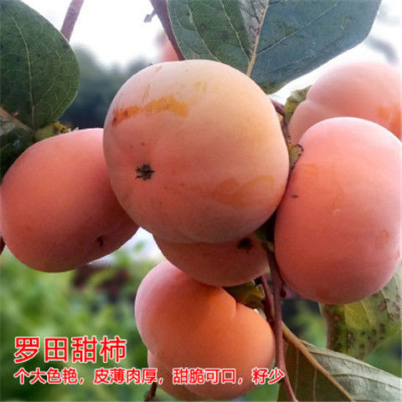 柿子苗柿子树嫁接无核甜脆柿果树苗庭院盆栽地栽当年结果基地