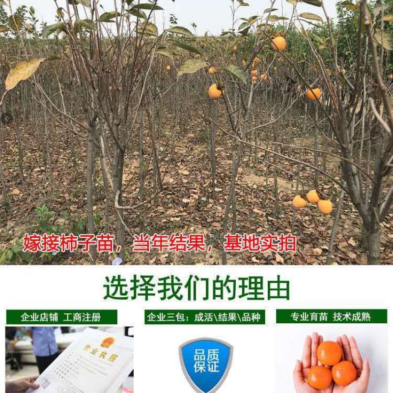 柿子苗柿子树嫁接无核甜脆柿果树苗庭院盆栽地栽当年结果基地