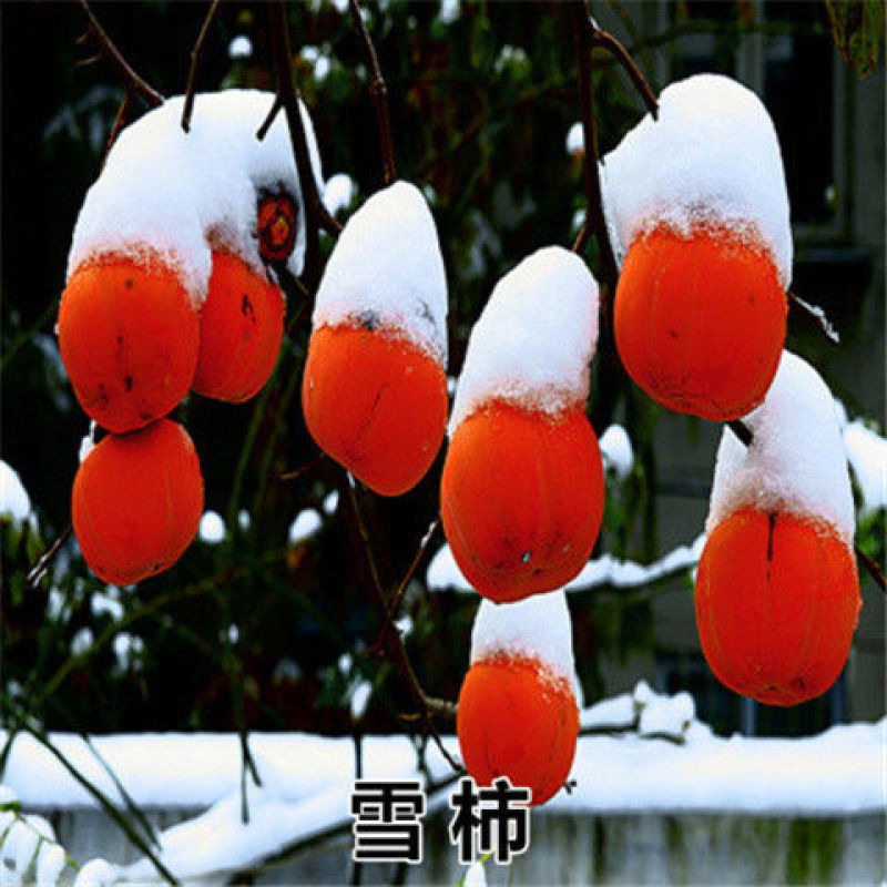 柿子苗柿子树嫁接无核甜脆柿果树苗庭院盆栽地栽当年结果基地