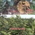 柿子苗柿子树嫁接无核甜脆柿果树苗庭院盆栽地栽当年结果基地