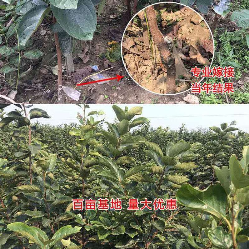 柿子苗柿子树嫁接无核甜脆柿果树苗庭院盆栽地栽当年结果基地