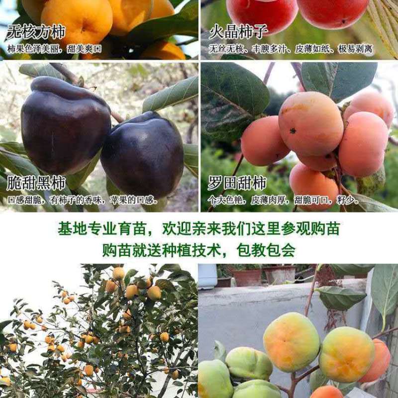 柿子苗柿子树嫁接无核甜脆柿果树苗庭院盆栽地栽当年结果基地