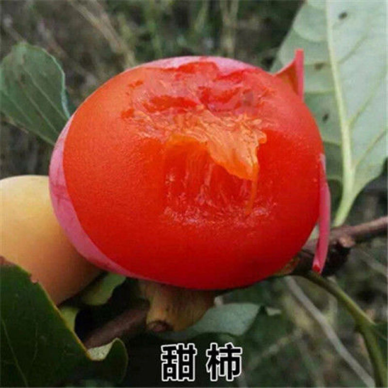 柿子苗柿子树嫁接无核甜脆柿果树苗庭院盆栽地栽当年结果基地