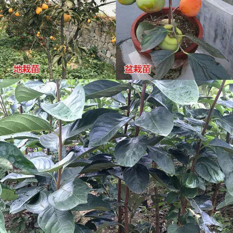柿子苗柿子树嫁接无核甜脆柿果树苗庭院盆栽地栽当年结果基地