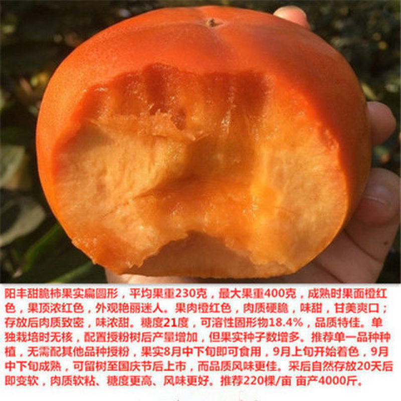 柿子苗柿子树嫁接无核甜脆柿果树苗庭院盆栽地栽当年结果基地
