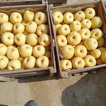 老白姓生态园酥梨种植基地百年老树，质量好，价格低。