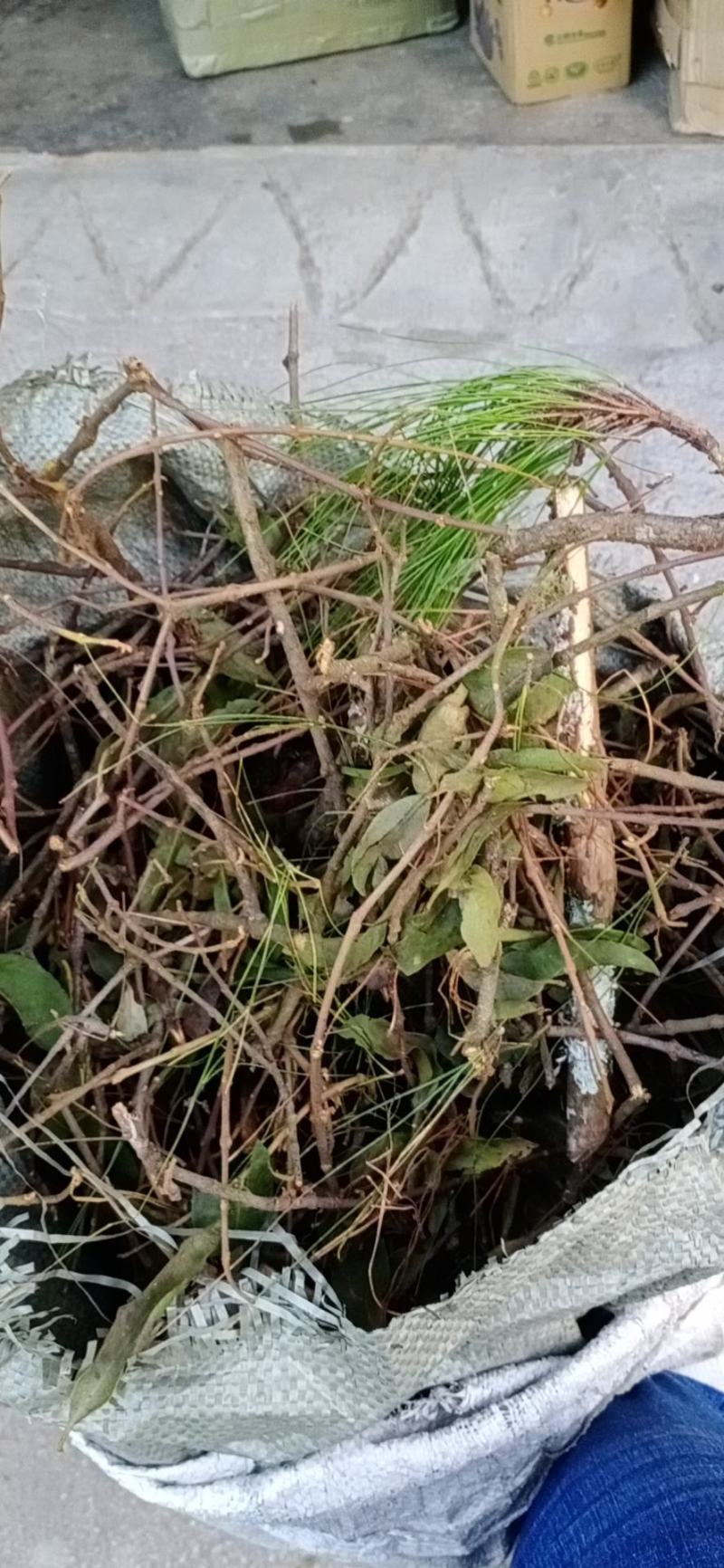 广西河池巴马野生松寄生鲜货