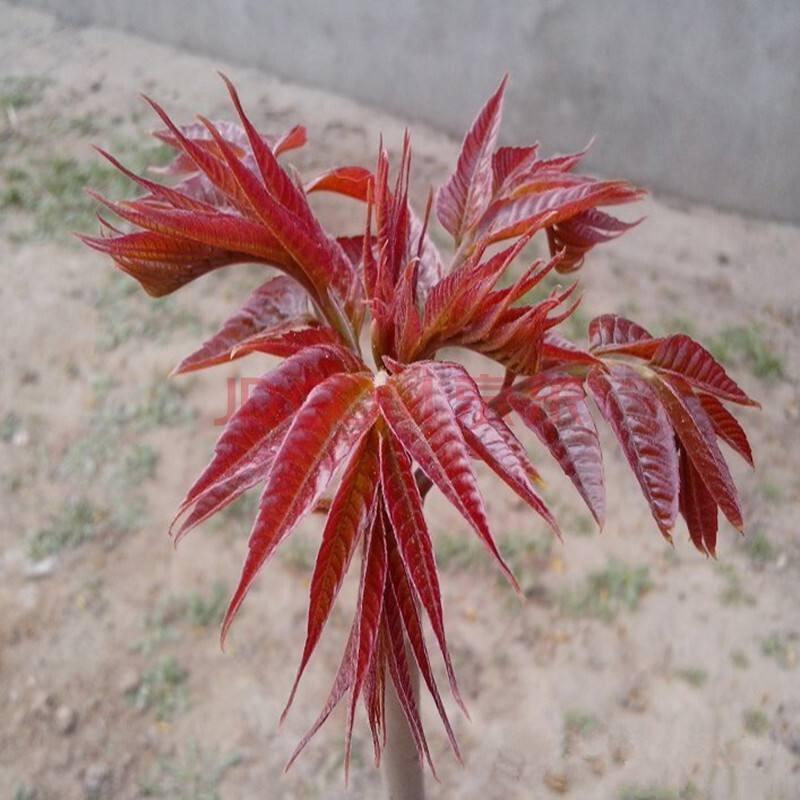 香椿树苗红油绿油香椿苗南方北方四季盆栽地栽食用香椿苗树椿