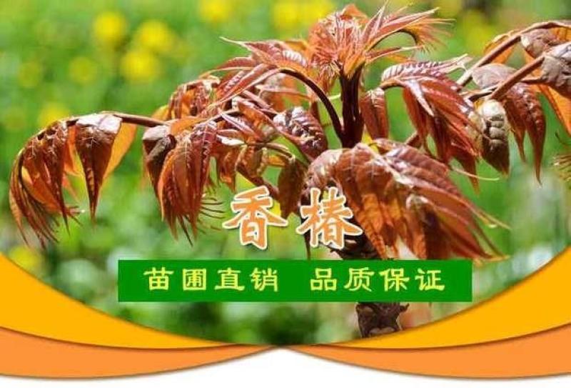 香椿树苗红油绿油香椿苗南方北方四季盆栽地栽食用香椿苗树椿