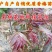 香椿树苗红油绿油香椿苗南方北方四季盆栽地栽食用香椿苗树椿