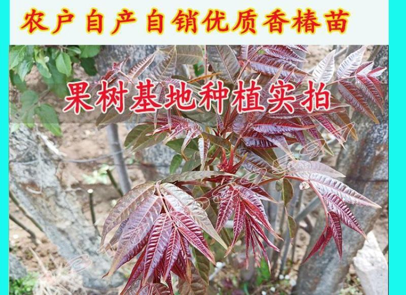 香椿树苗红油绿油香椿苗南方北方四季盆栽地栽食用香椿苗树椿