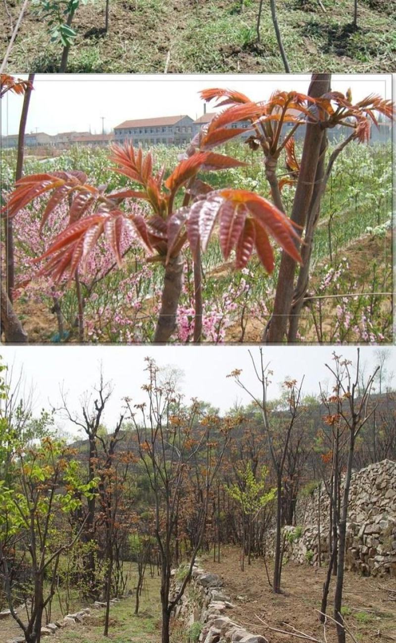香椿树苗红油绿油香椿苗南方北方四季盆栽地栽食用香椿苗树椿