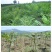 香椿树苗红油绿油香椿苗南方北方四季盆栽地栽食用香椿苗树椿