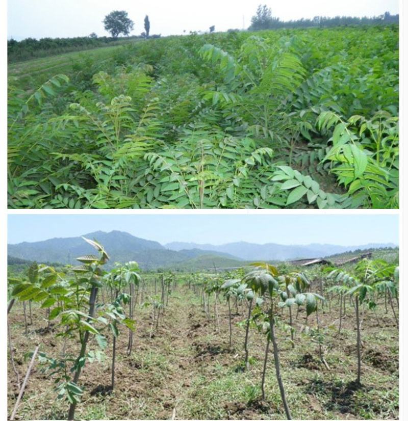香椿树苗红油绿油香椿苗南方北方四季盆栽地栽食用香椿苗树椿
