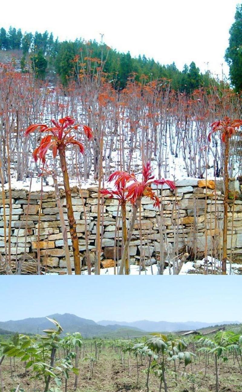 香椿树苗红油绿油香椿苗南方北方四季盆栽地栽食用香椿苗树椿