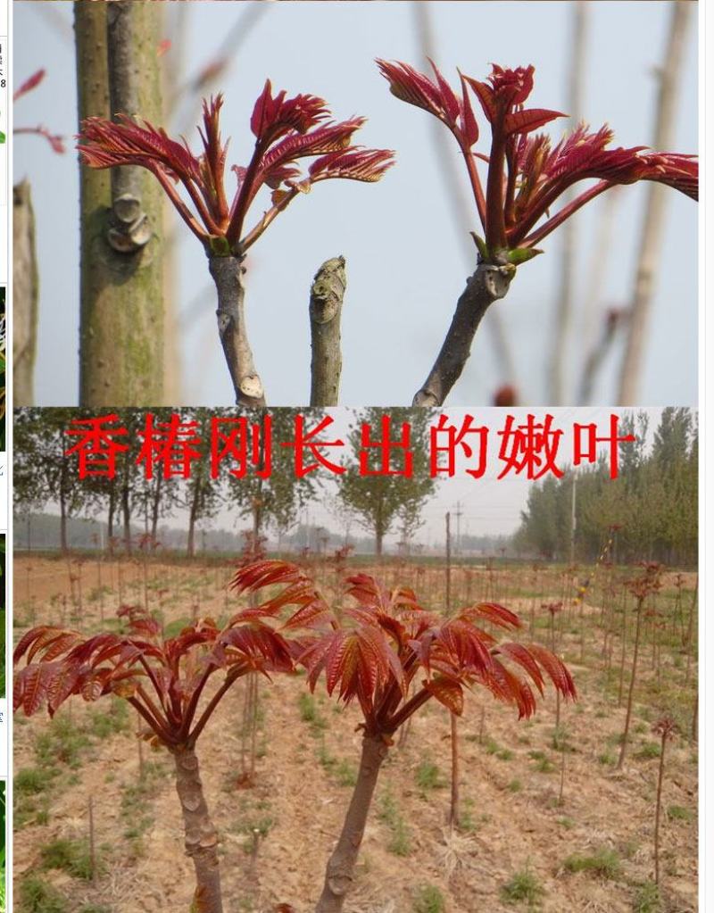 香椿树苗红油绿油香椿苗南方北方四季盆栽地栽食用香椿苗树椿