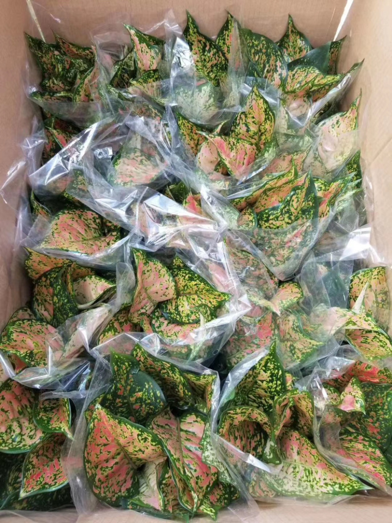 如意皇后又名（吉利红）质量保证一件起批