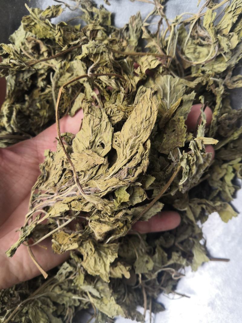 无硫薄荷原色薄荷叶薄荷油新货各种草药