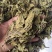 无硫薄荷原色薄荷叶薄荷油新货各种草药