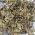 无硫薄荷原色薄荷叶薄荷油新货各种草药