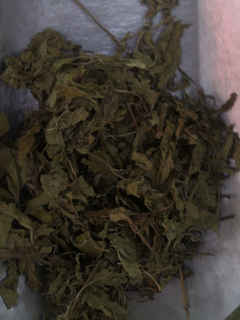 无硫薄荷原色薄荷叶薄荷油新货各种草药