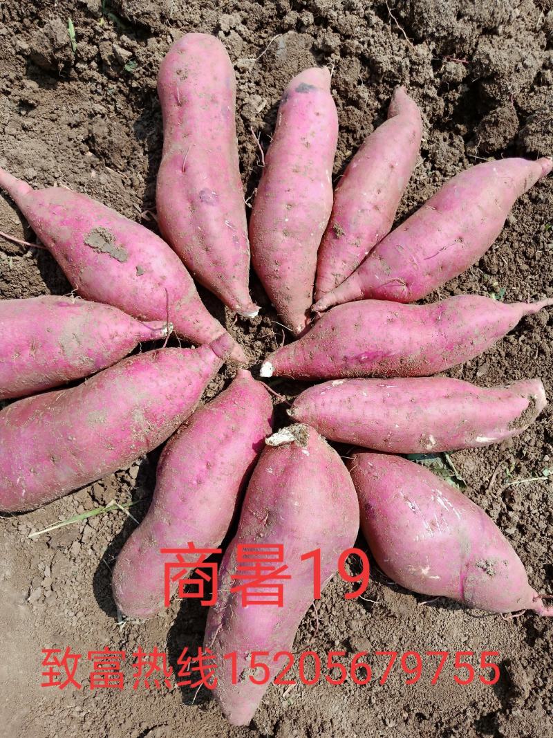 安徽黑土地商暑19一手货源产地直发支持各种规格包装