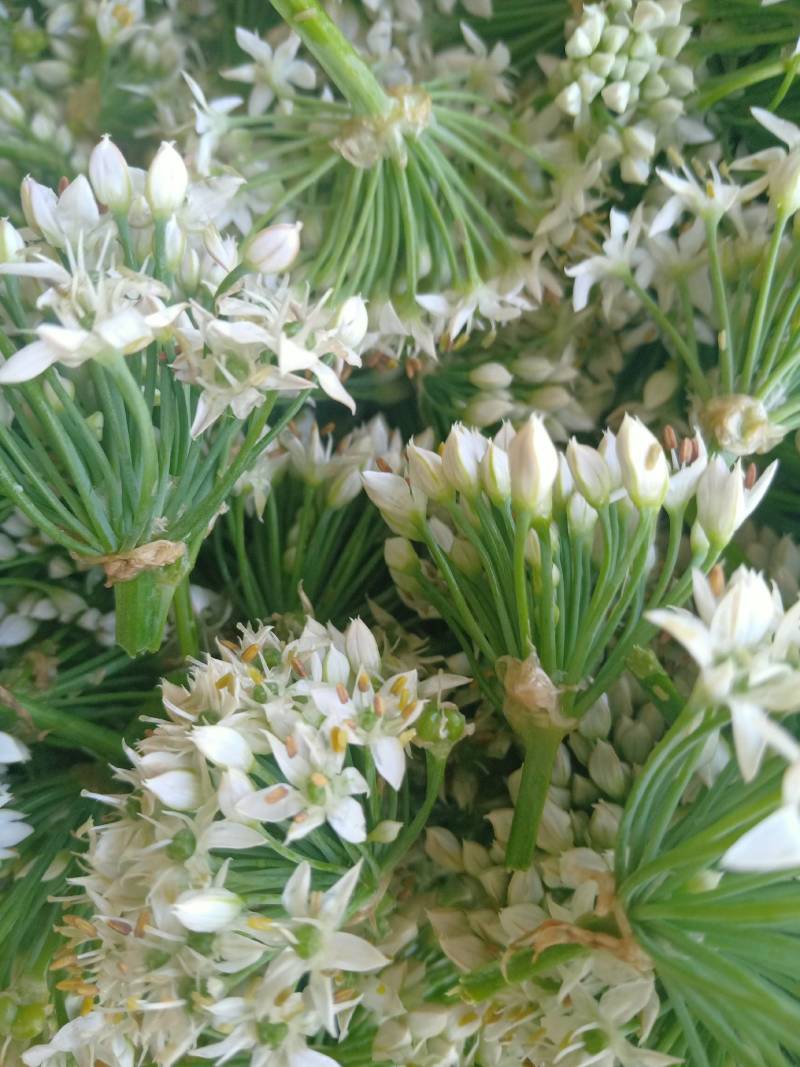 河北故城韭菜花还在继续