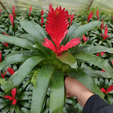玉扇质量保证全国供货诚信第一