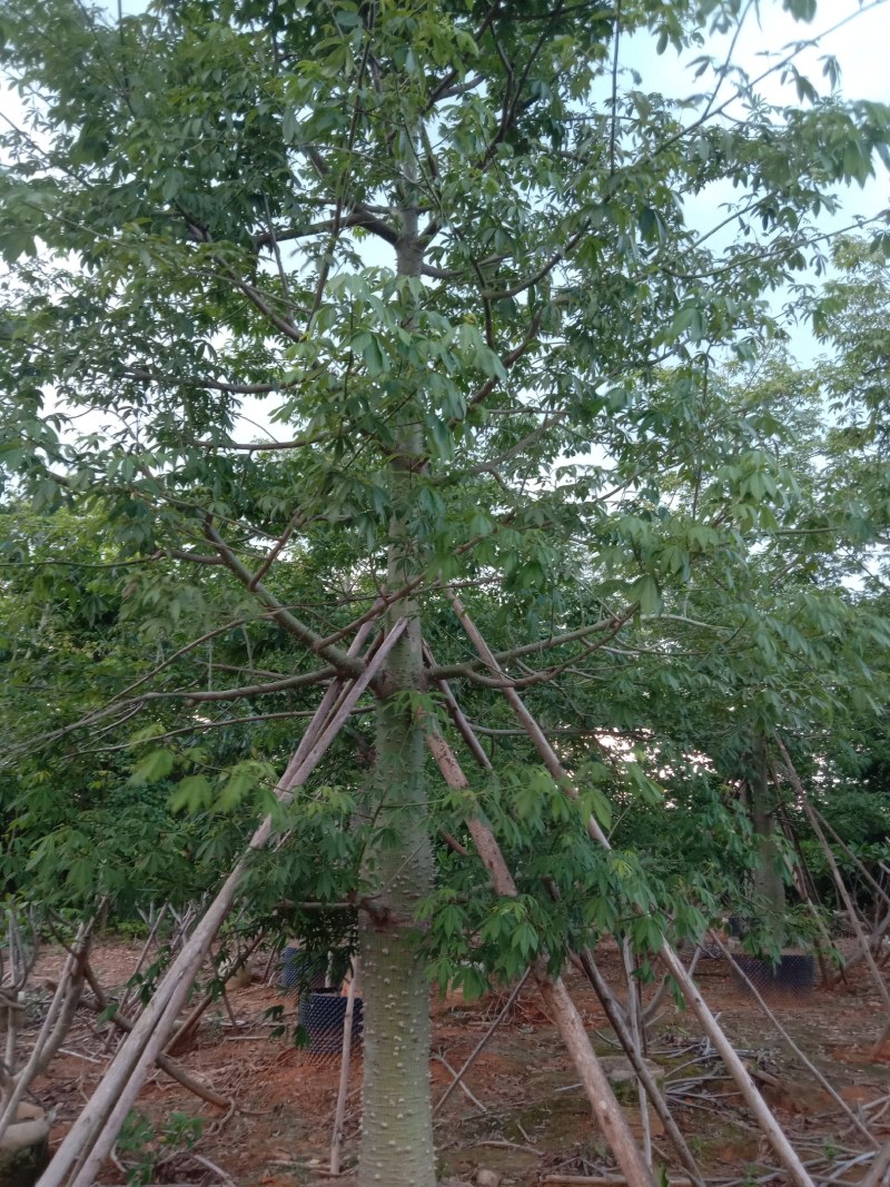 供应美丽，大腹木棉全冠移植苗22一50分。