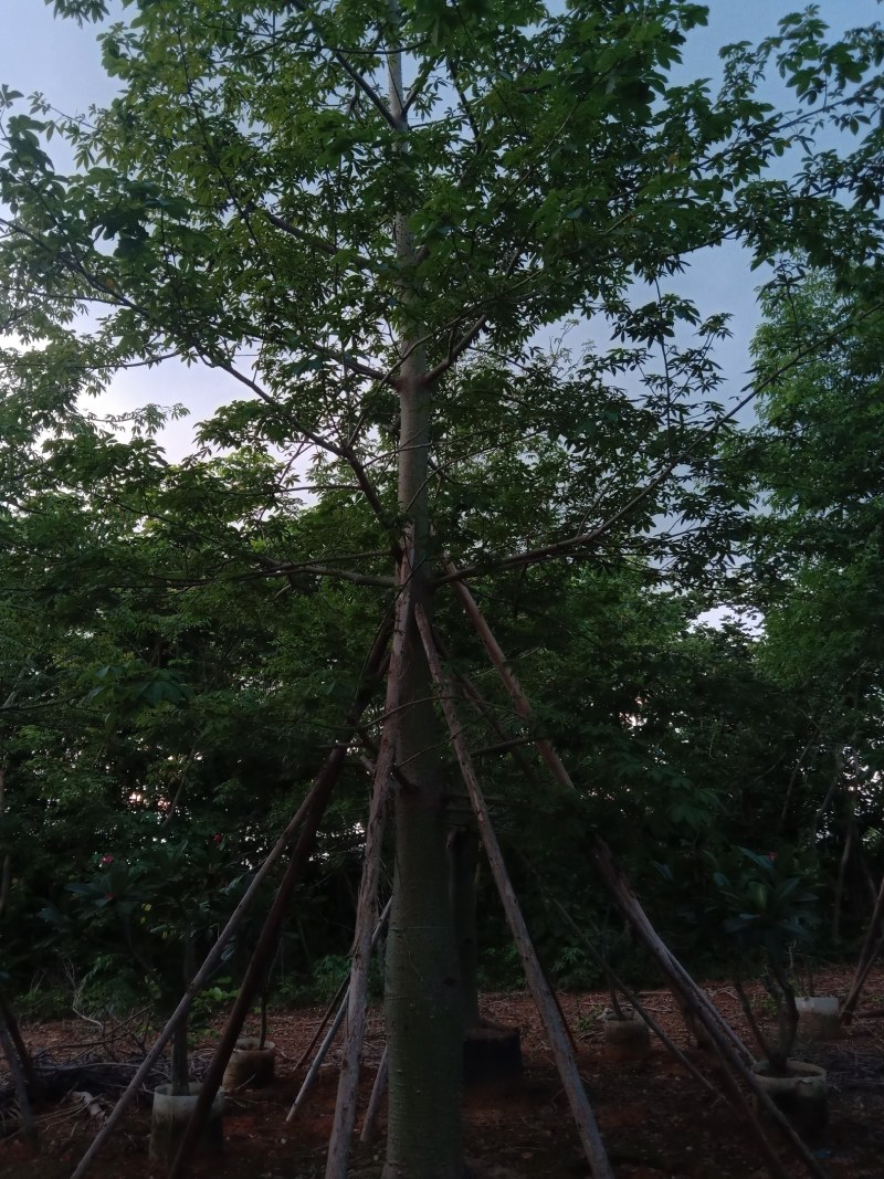 供应美丽，大腹木棉全冠移植苗22一50分。